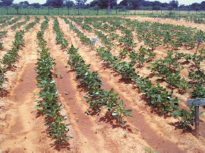 several rows of cowpea plants growing in field