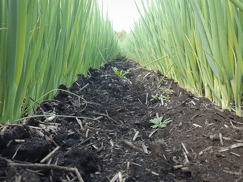 Soil in crop field with biomass added.