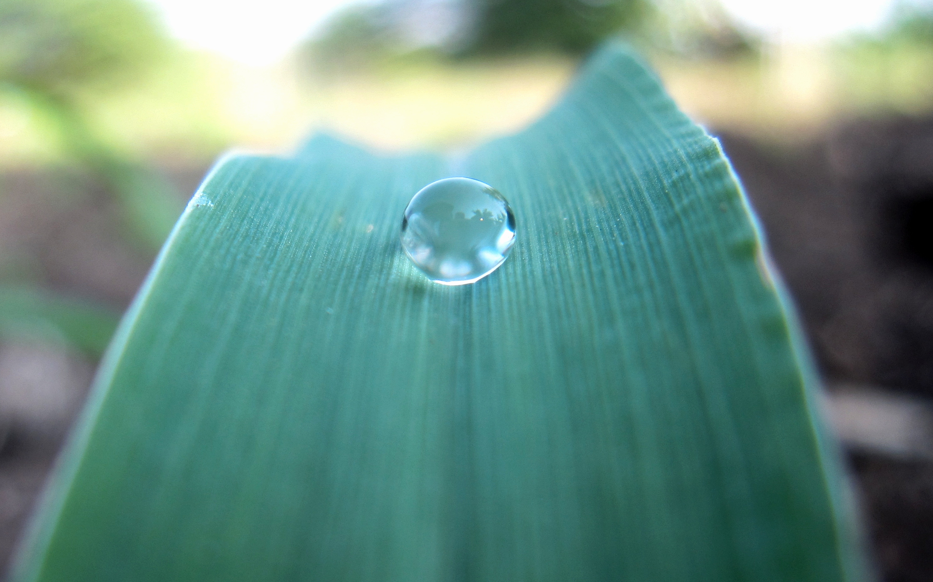 drop of dew on corn leaf