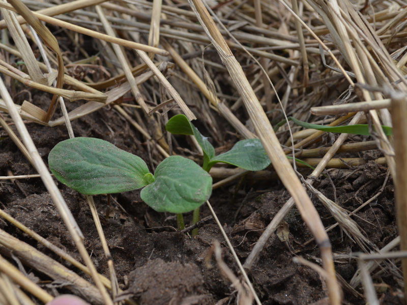 closeup of pumpkin seedling growing out of cover crops