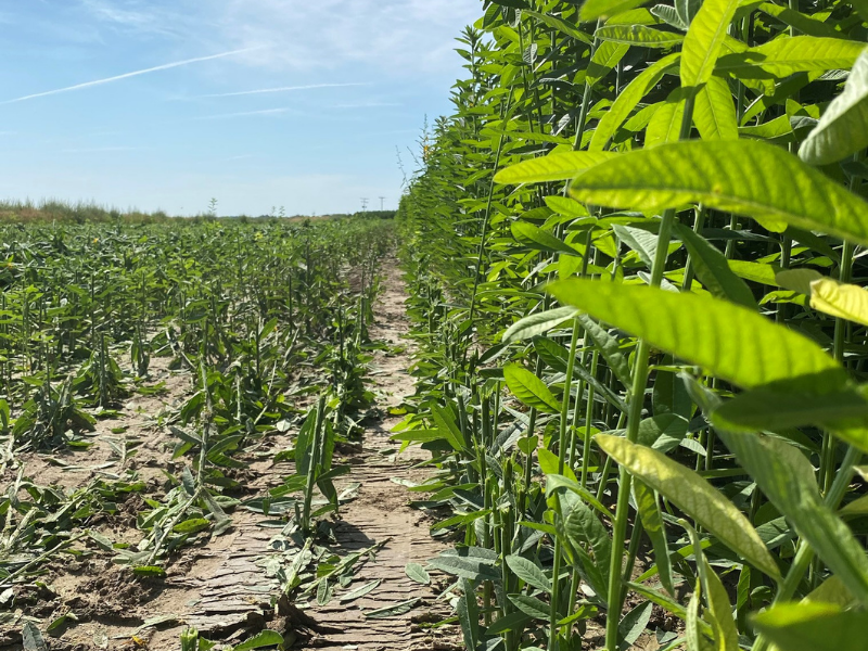 rows of cut and uncut sunn hemp crops in field