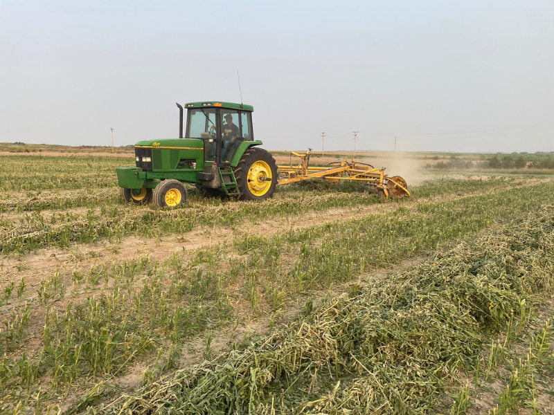 tractor cutting sunn hemp crops in field