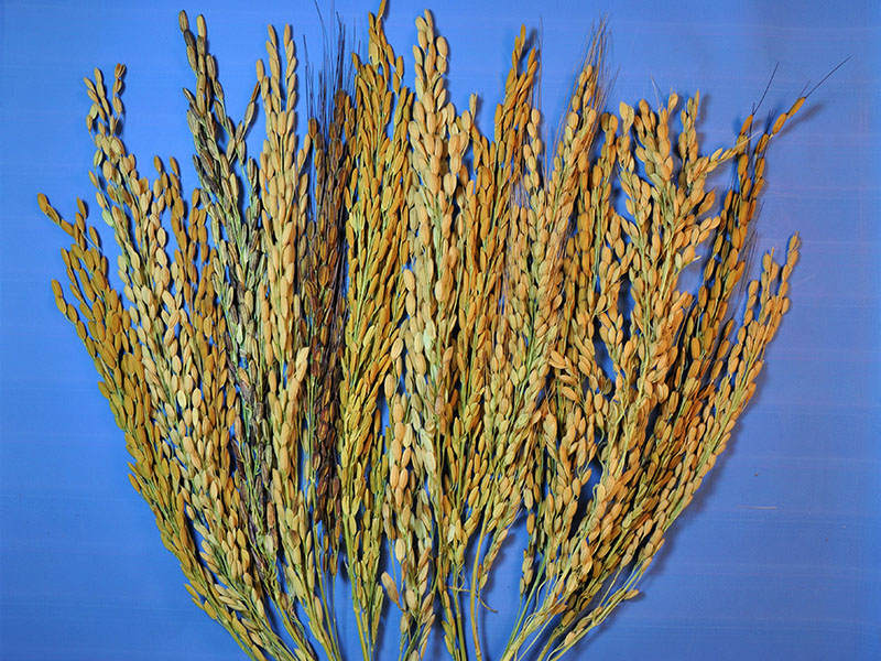 rice panicles