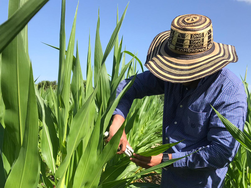 Researcher selecting corn plants in field.