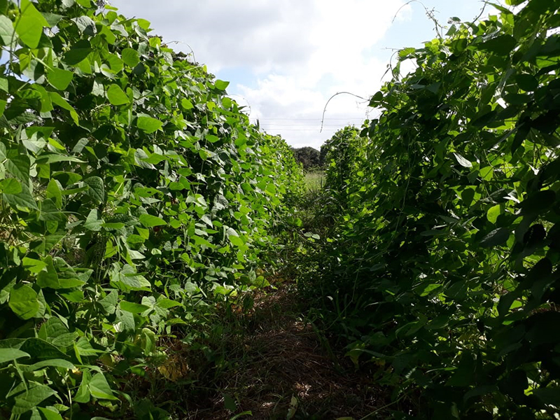 Lima bean plants in a field