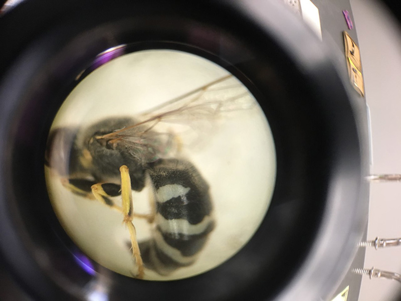 bee under microscope