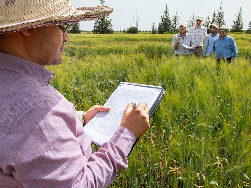 research team evaluating wheat in field