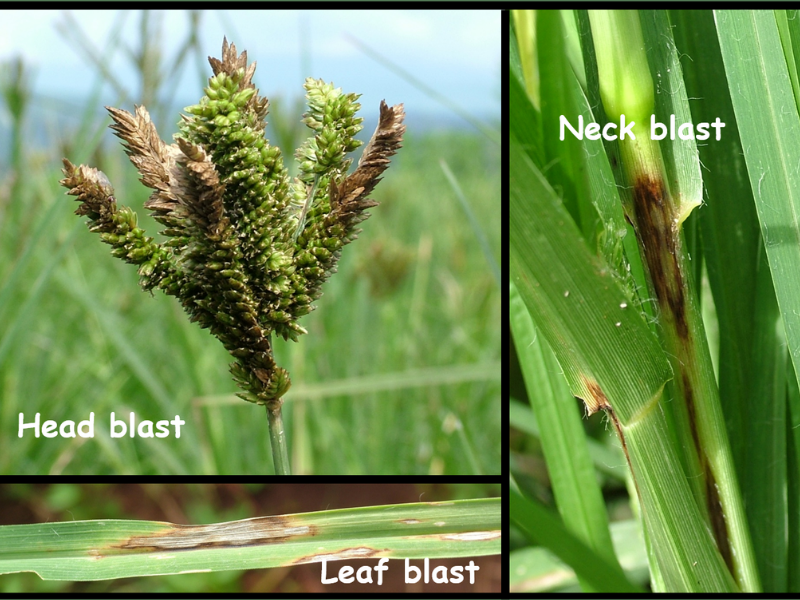 three photos of fungus infections on different parts of finger millet crops