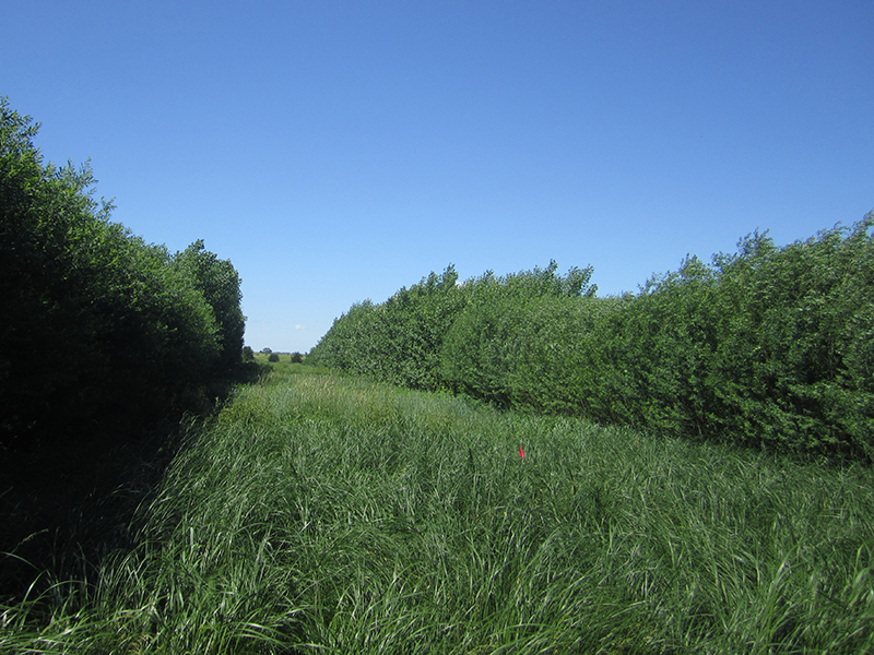 alley cropping field with grass