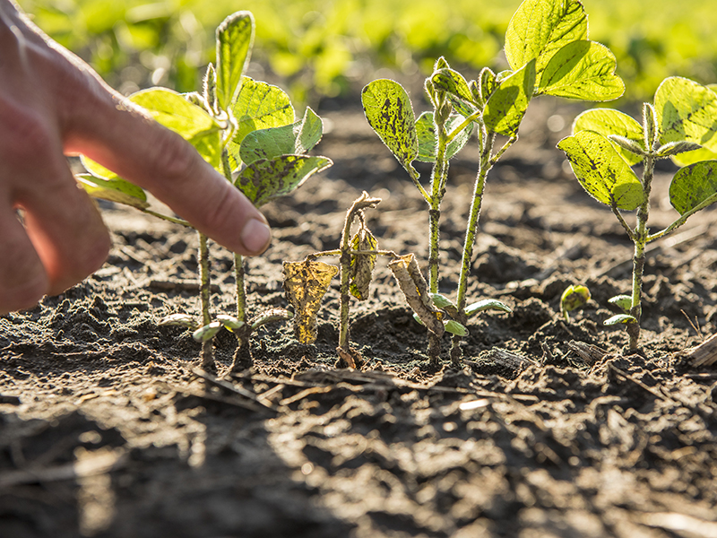 soybean seedlings in row, one dying