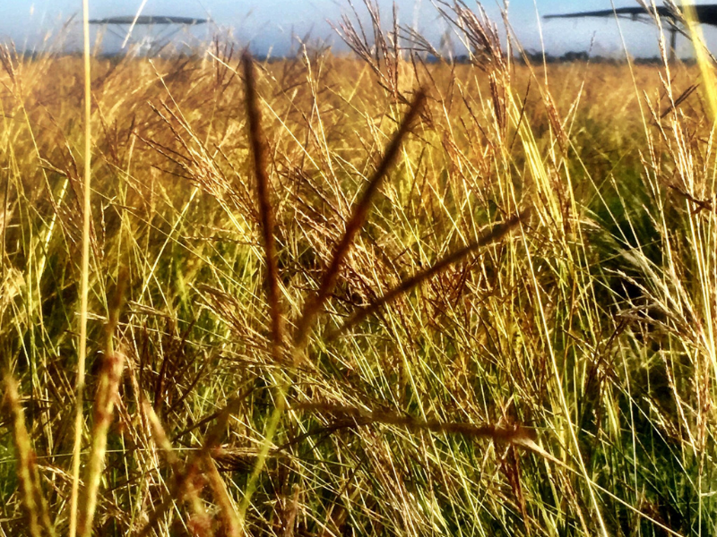 closeup of old world bluestem grass