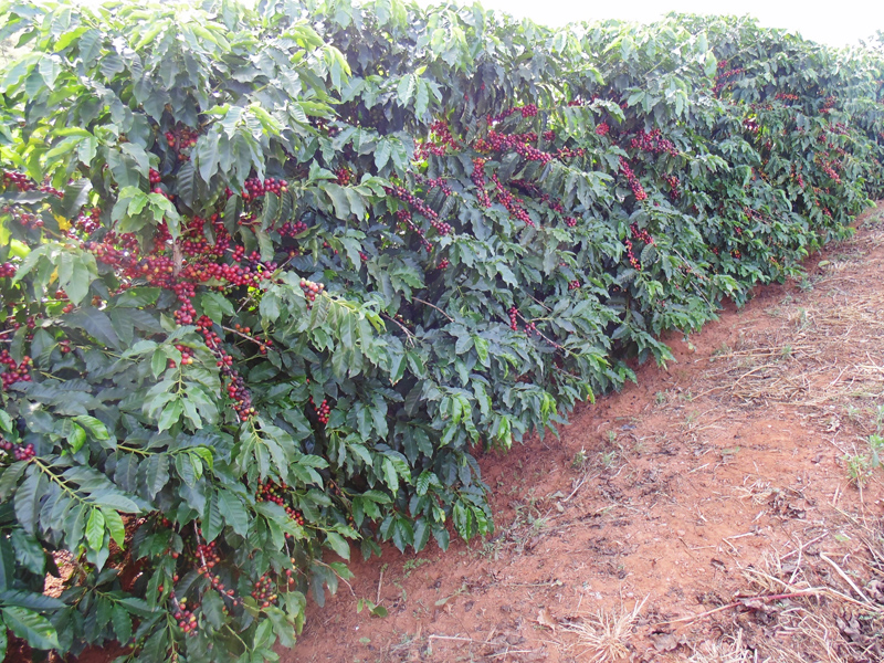 Coffee plants with red berries.