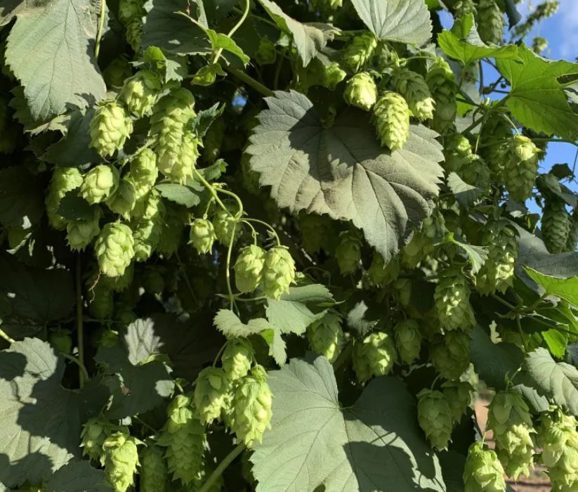 hop crops