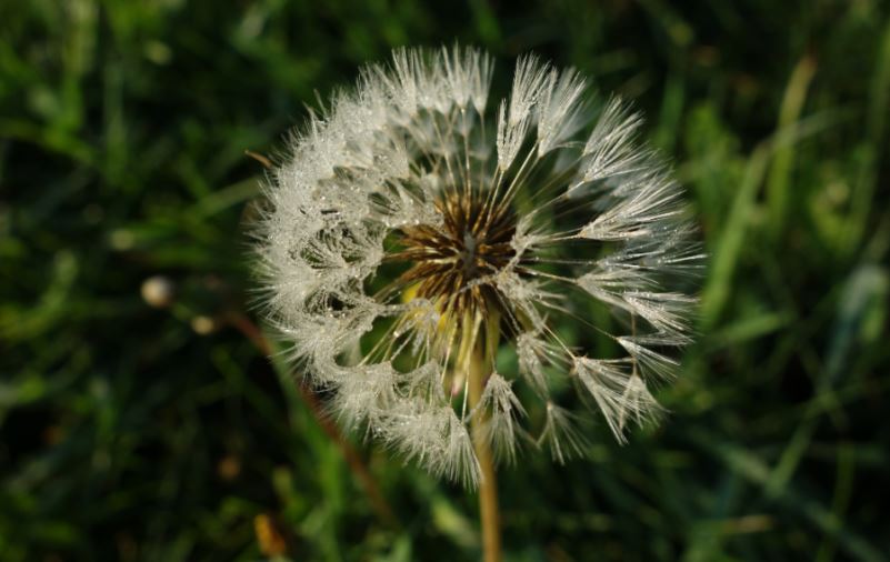 dandelion