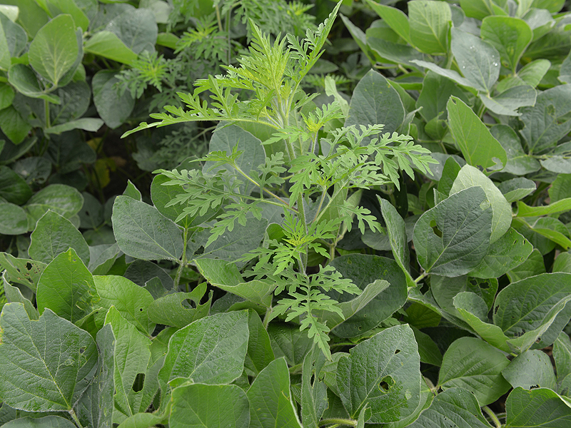 Common ragweed in soybean field.