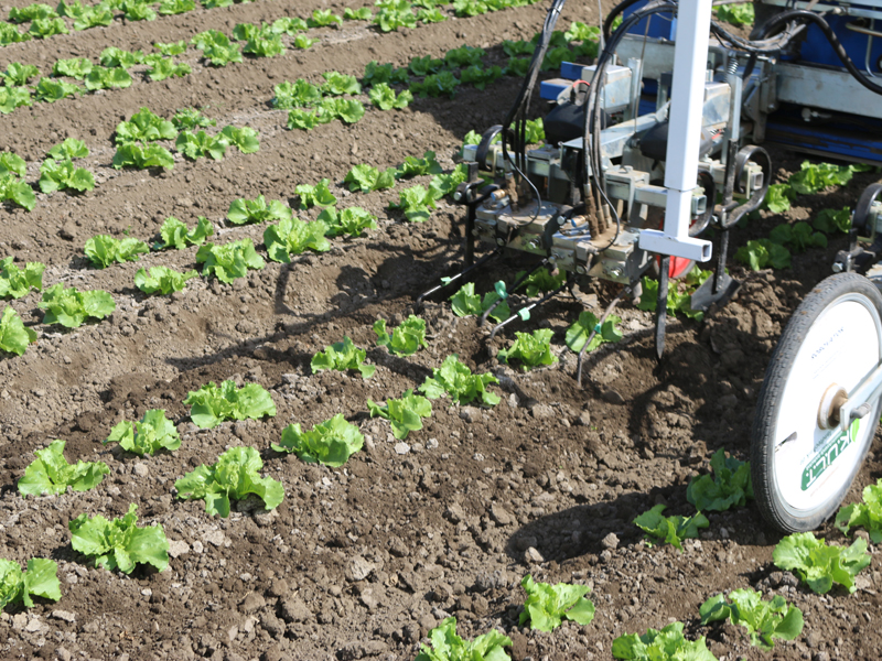 Robotic weeder pulled by tractor in a field