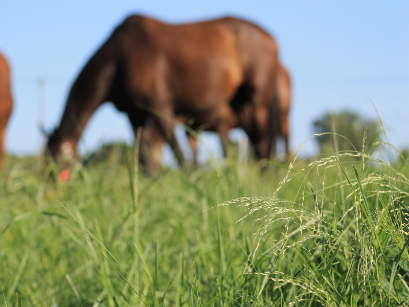 Horse grazing on grass.