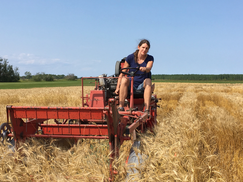 woman on tractor harvesting wheat