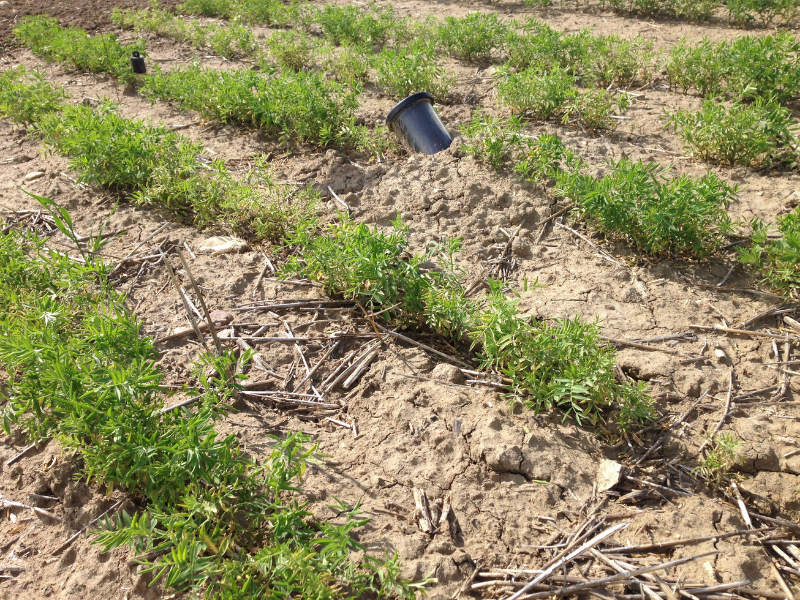 mini rhizotron and access tube sticking out of ground in field of lentil crops