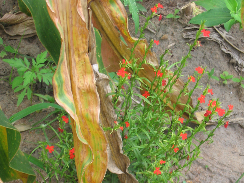 Witchweed growing in corn.