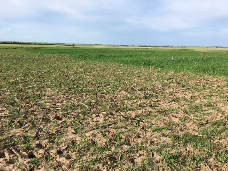 grazed and non-grazed portions of cover crop field with sky in background