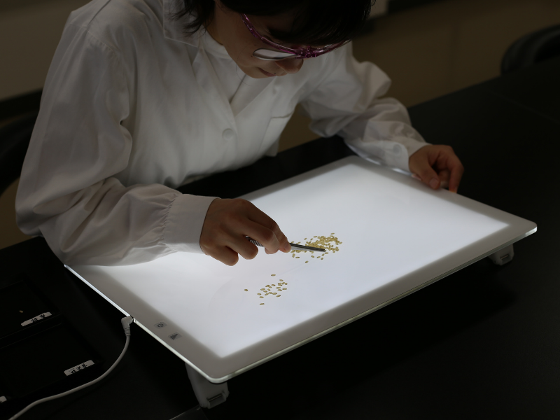 scientist wearing glasses and lab coat inspecting rice grains on lighted surface