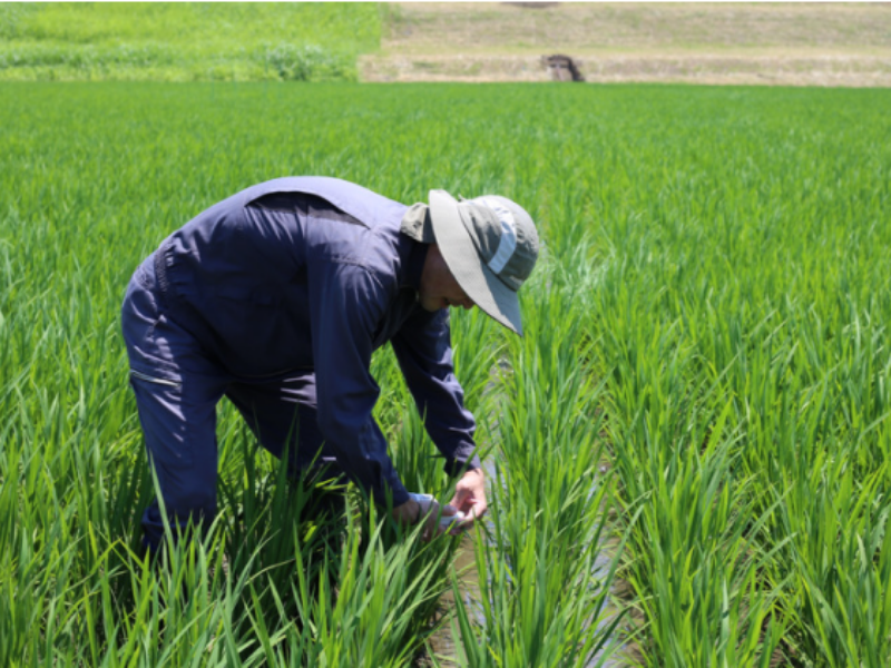 farmer wearing hat inspecting rice crop in rice field