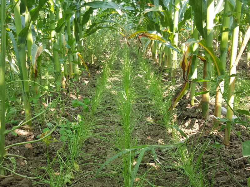 ryegrass cover crop growing between rows of corn