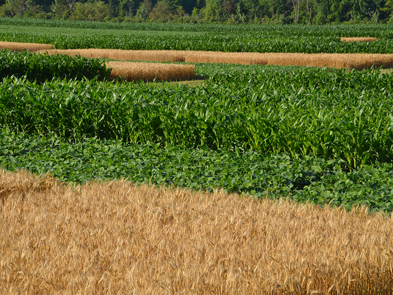 Landscape with soybean fields, corn fields, and wheat fields next to each other