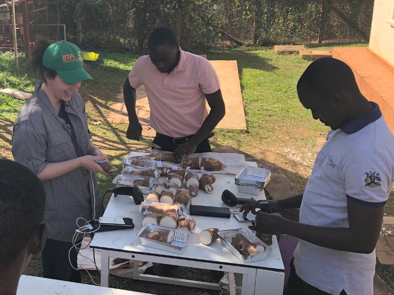 woman and two men standing around table using handheld spectrometers connected to smartphones on cassava crops