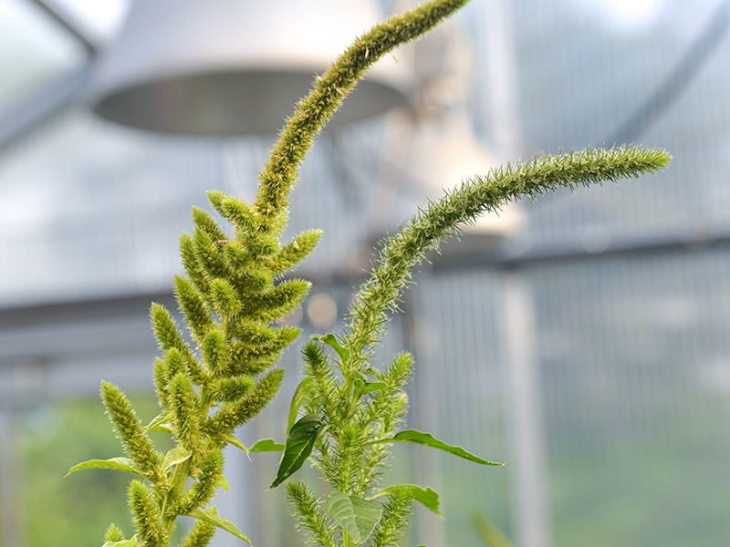 two seed heads of Palmer amaranth plants in greenhouse