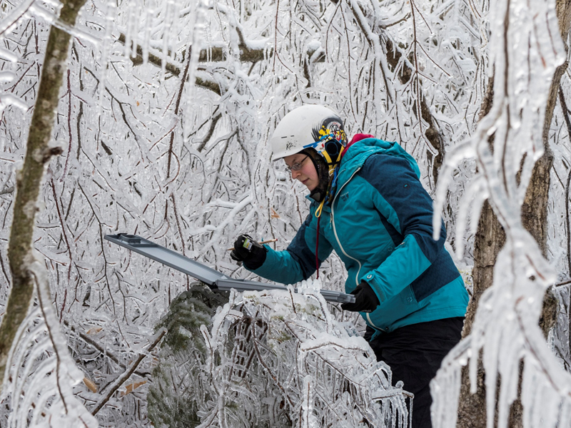 Person in tree looking at ice