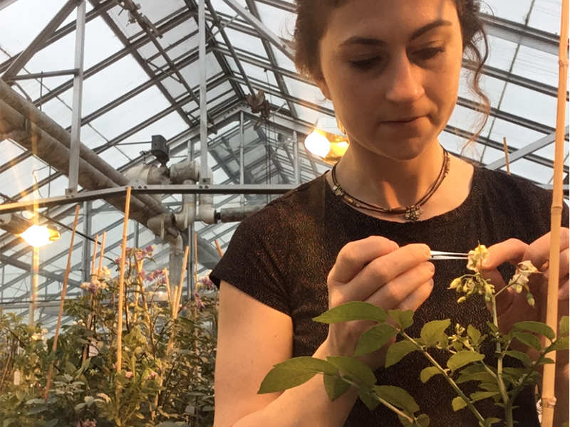 person using tweezers to pick at flower portion of potato plant in greenhouse