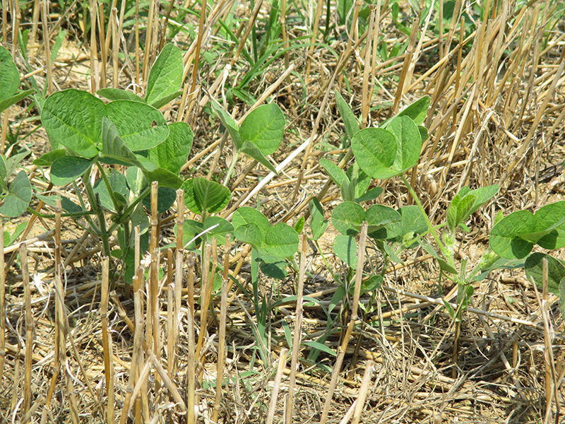 Row of soybeans growing in wheat stubble in a double-crop soybean field.