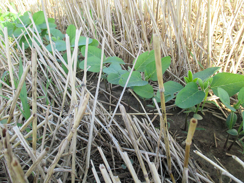 row of double crop soybeans growing in wheat stubble