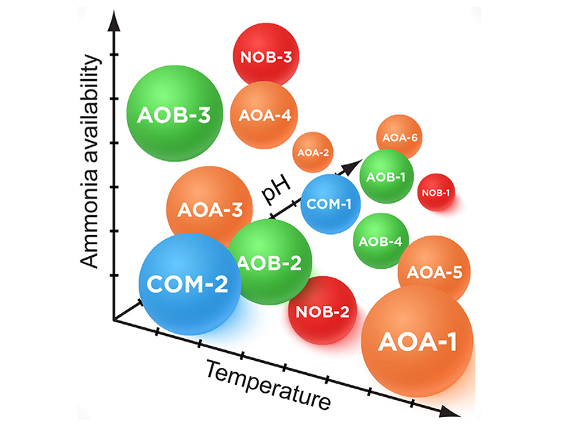 Graph with microbes and abundance