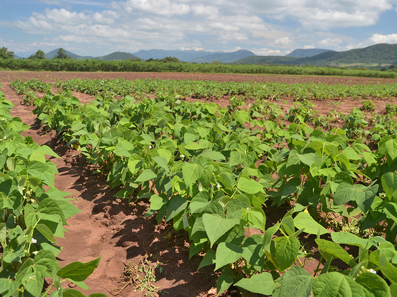 bean field with mountainous background