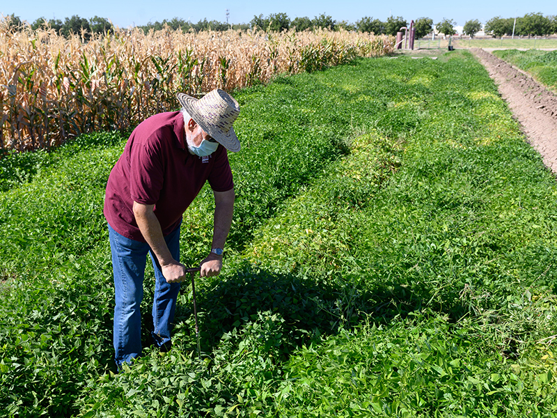 Man collecting soil sample with probe