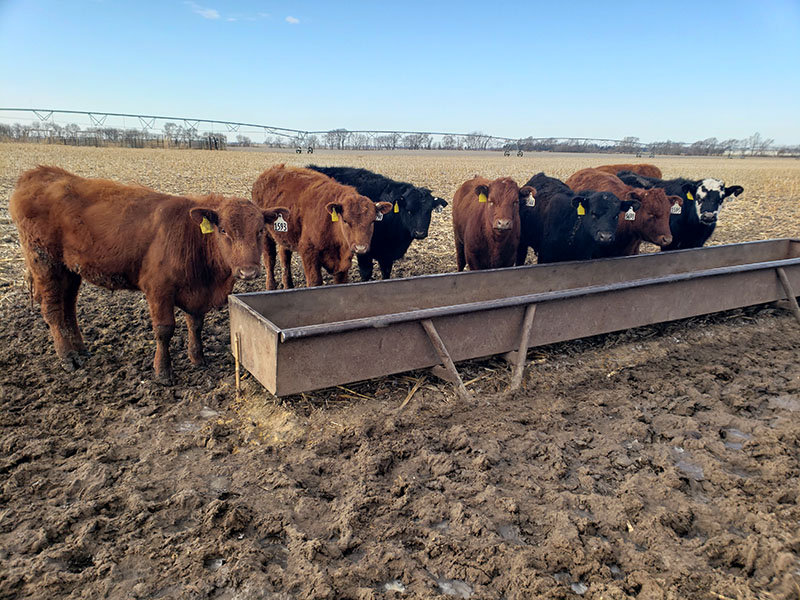 beef cattle in field of corn stubble