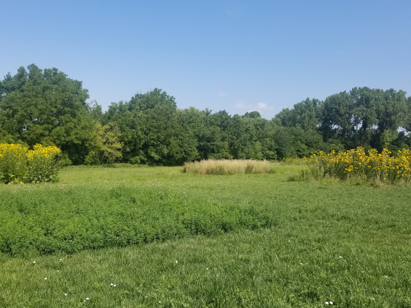 small plots of cup plant, alfalfa, Kernza, and silflower in field