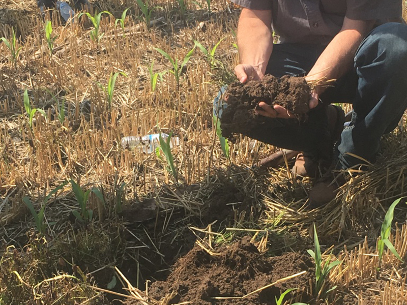 person holding clump of soil in harvested corn field