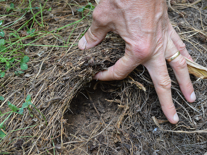 Fingers lifting up layer of mulch over soil