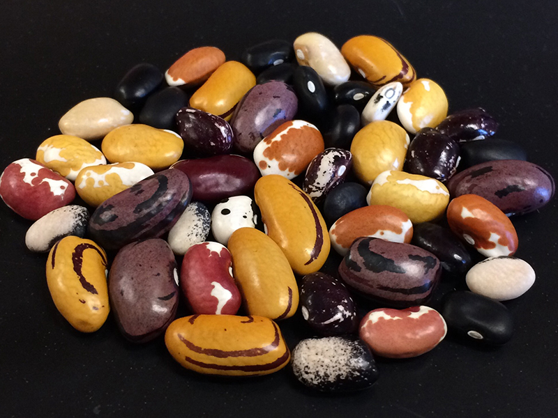 pile of colorful, diverse dry beans