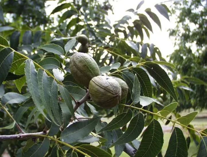 pecans growing