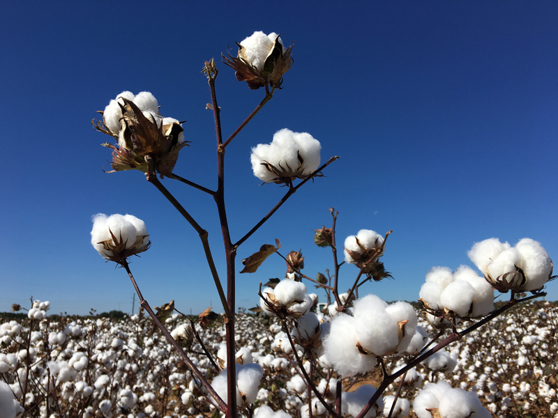 Mature cotton plant in field.