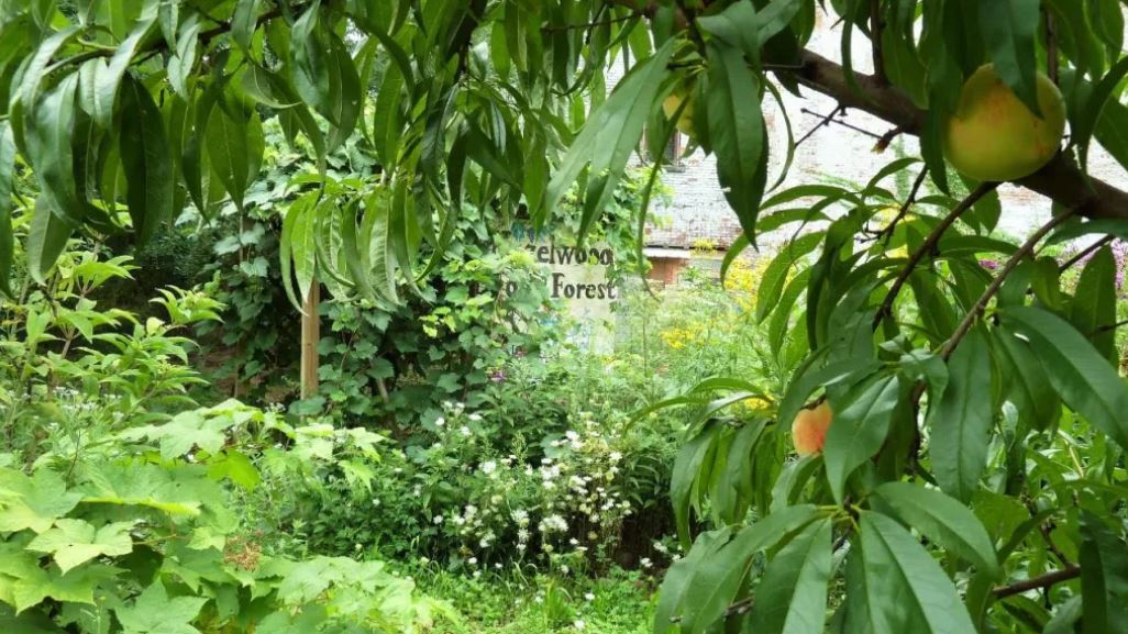 forest with fruit hanging on trees and building in background