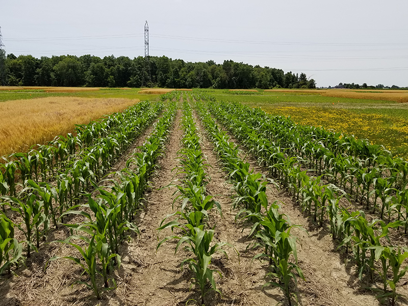 corn crop plot in field