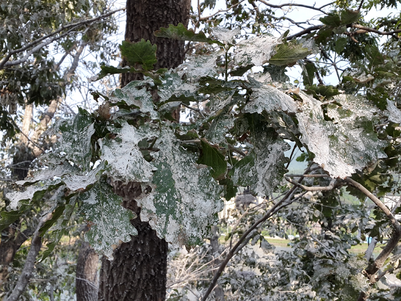 tree leaves covered in bird poop.