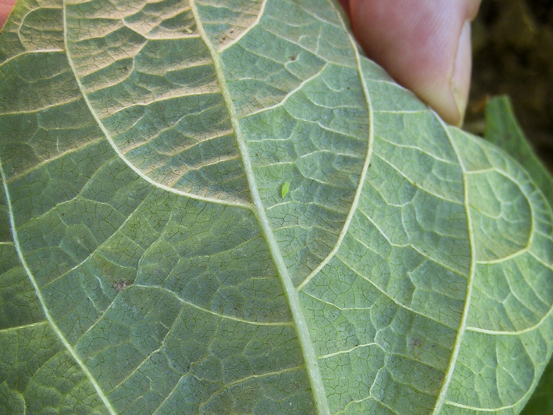 leafhopper on bean leaf