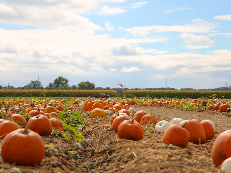 pumpkin patch with hundreds of pumpkins in farm field with truck, crop field and sky and clouds in background